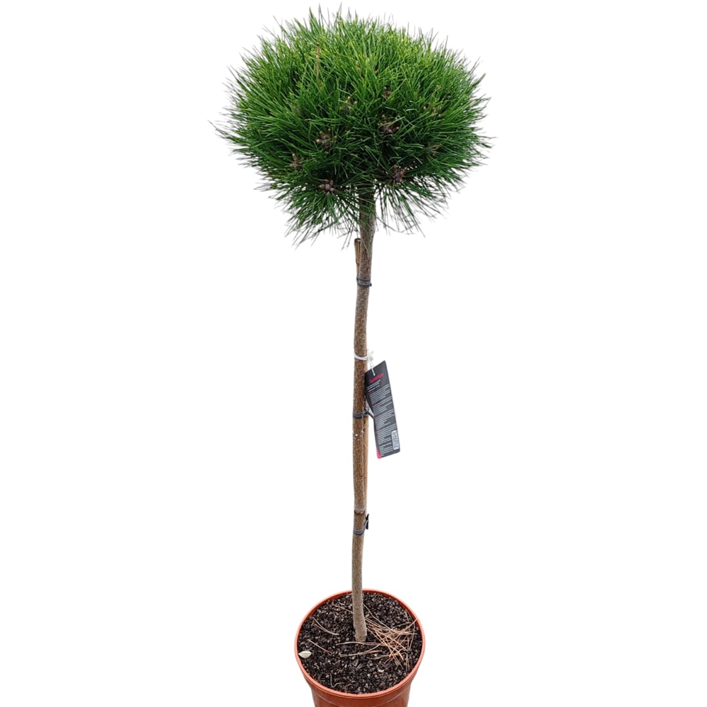 Conifer Ornamental Pinus Nigra Marie Bregeon, H 100 cm