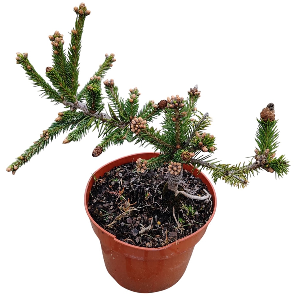 Conifer Ornamental Picea Abies Push, H 30 cm