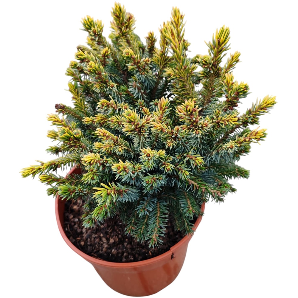 Conifer Ornamental Picea Omorica Peve Tijn, H 30 cm