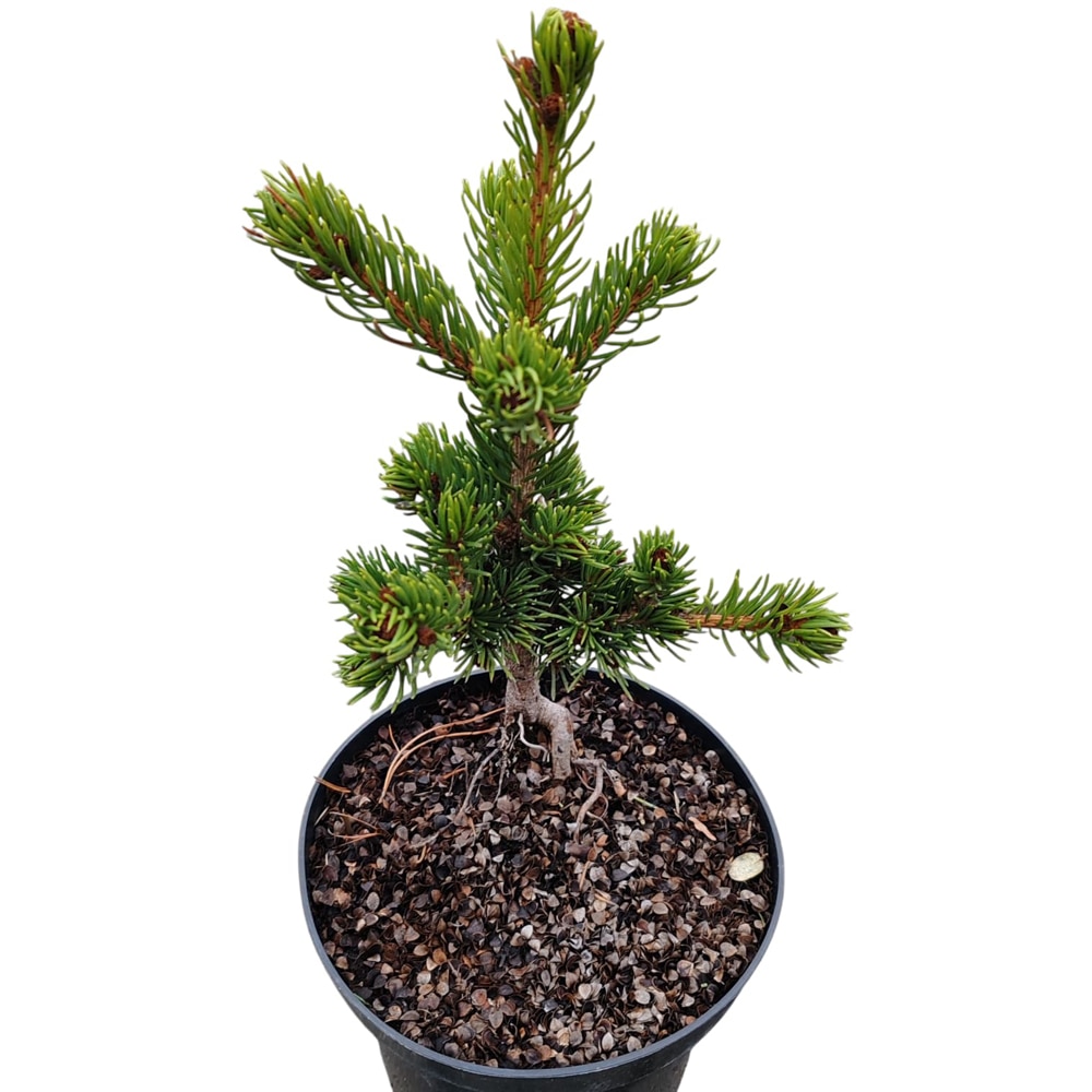 Conifer Ornamental Picea Pungens Lucky Strike, H 25 cm