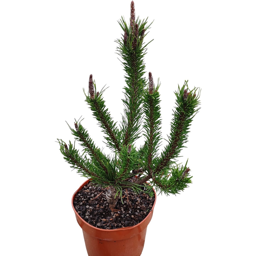 Conifer Ornamental Pinus Contorta Spaans Dwarf, H 40 cm