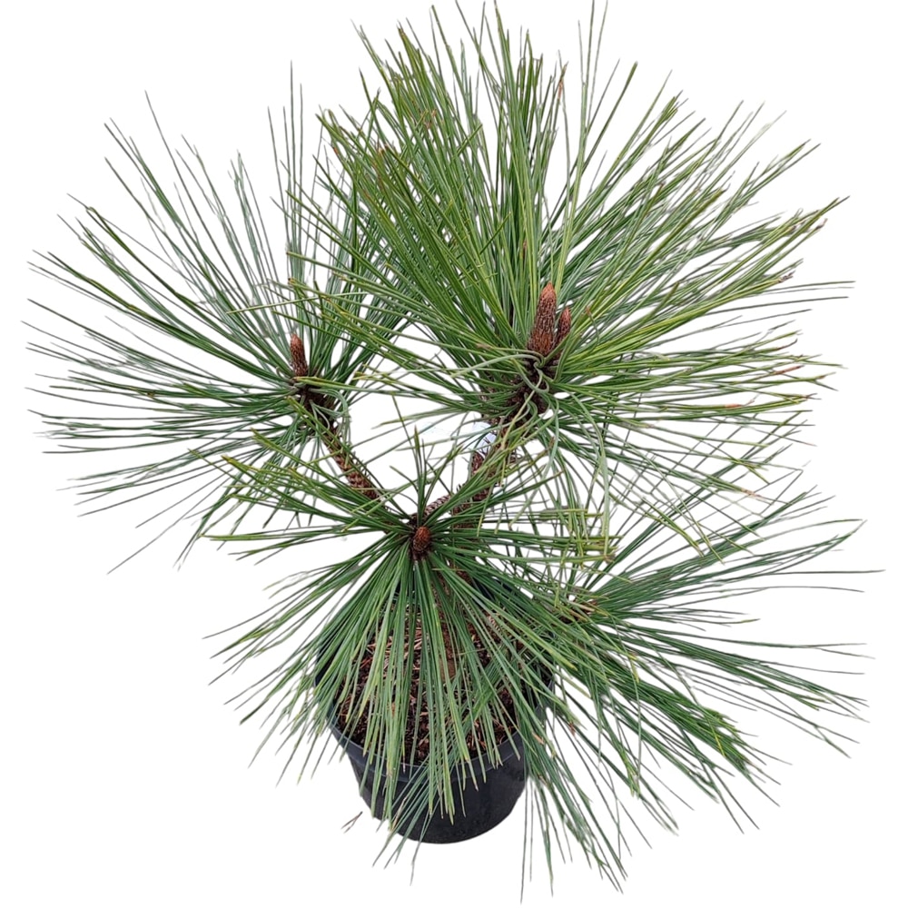 Conifer Ornamental Pinus Jeffreyi Joppi, H 60 cm