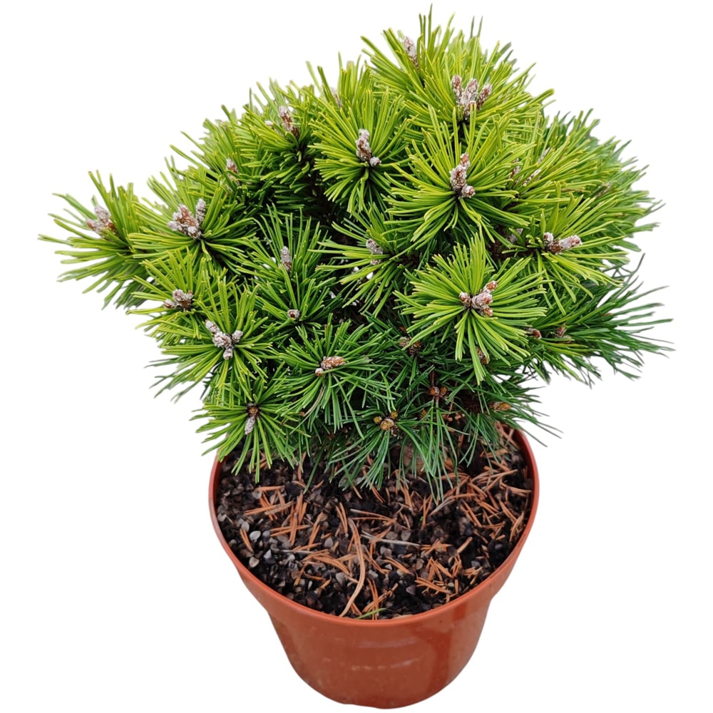 Conifer Ornamental Pinus Mugo Benjamim, H 20 cm