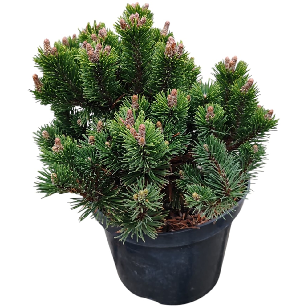 Conifer Ornamental Pinus Mugo Sherwood Compact, H 20 cm
