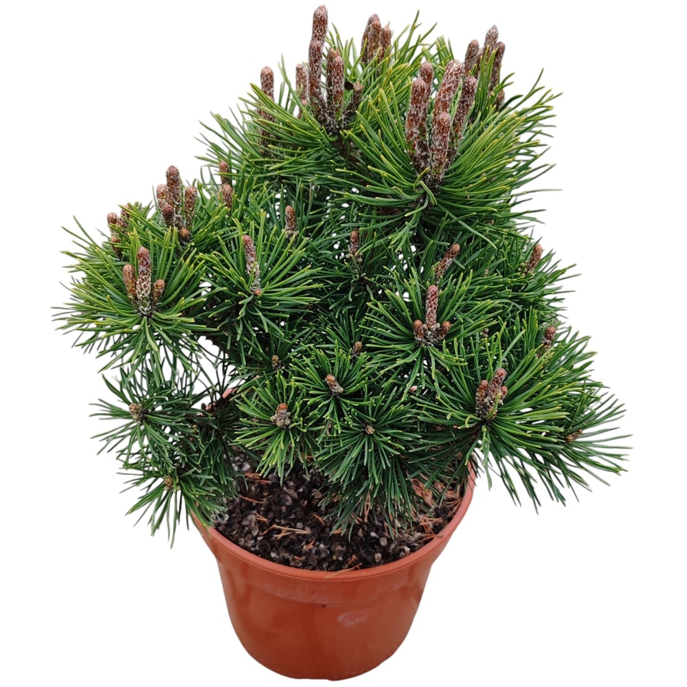 Conifer Ornamental Pinus Mugo Mops, H 25 cm