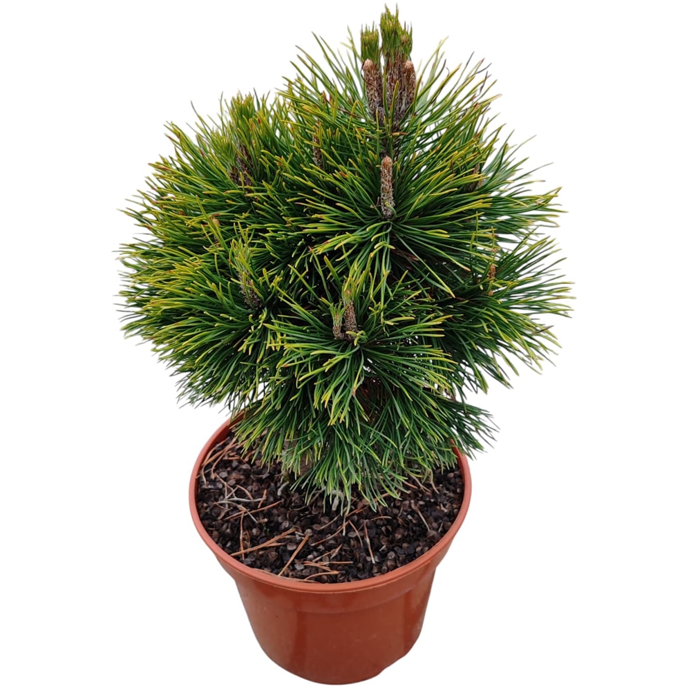 Conifer Ornamental Pinus Mugo Varela, H 20 cm