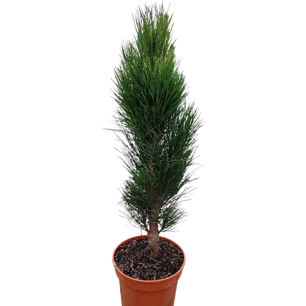 Conifer Ornamental Nigra Green Tower, H 60 cm