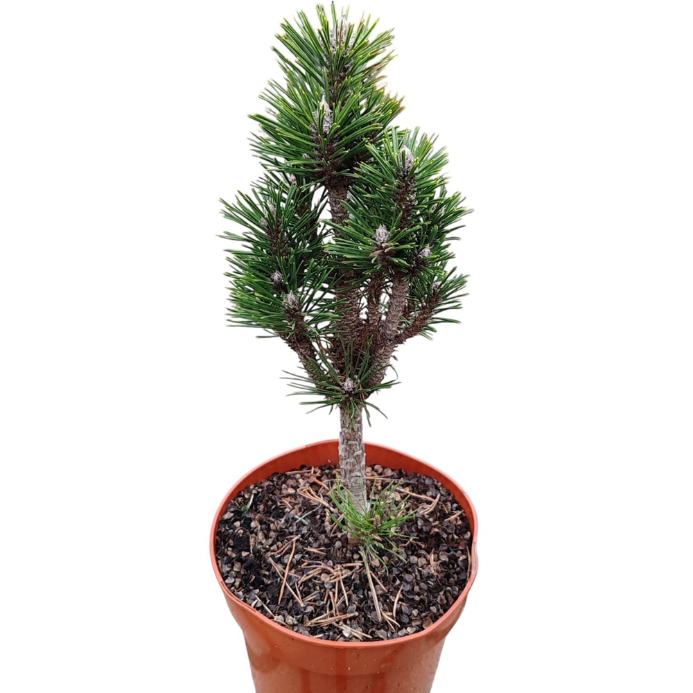 Conifer Ornamental Nigra Komet, H 30 cm
