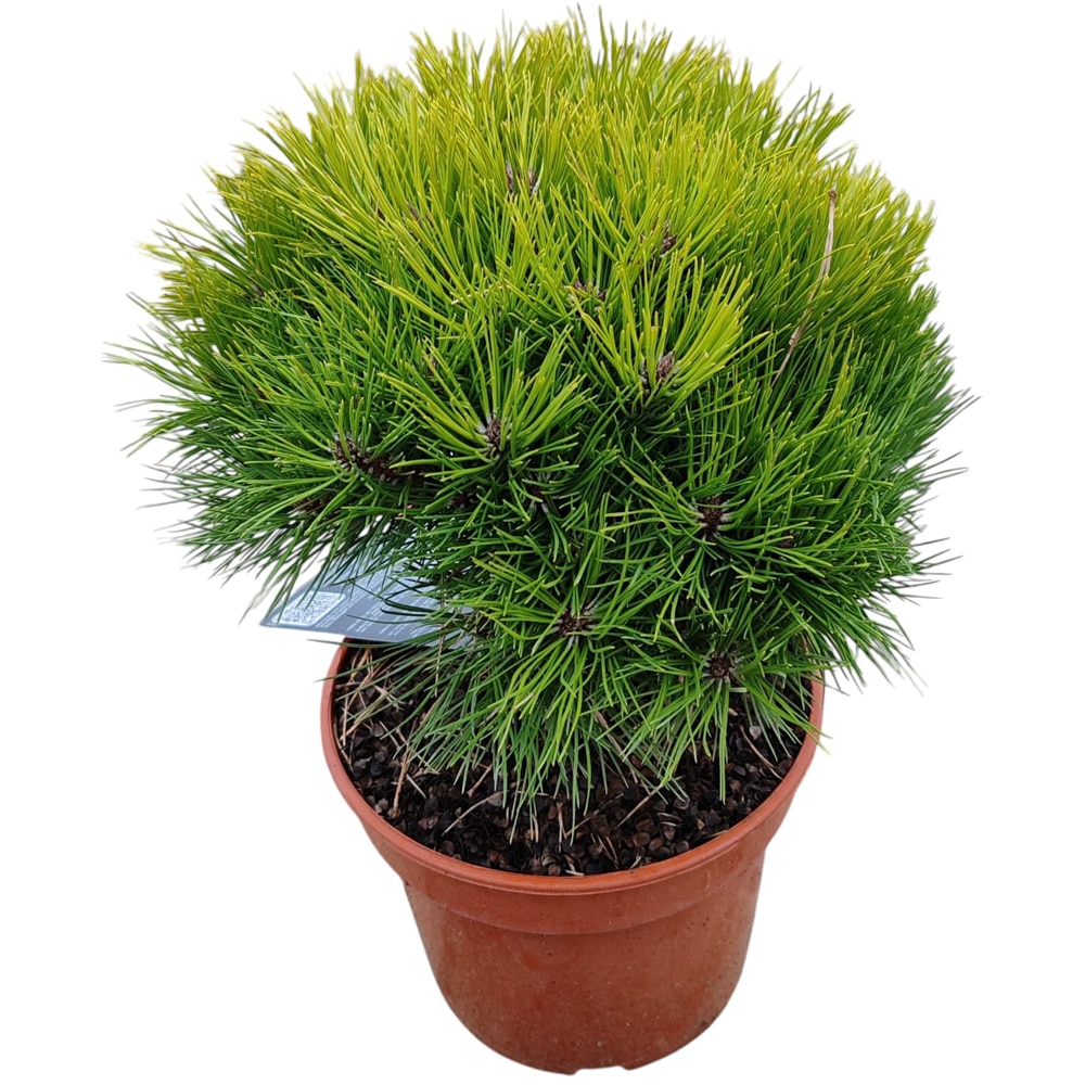 Conifer Ornamental Nigra Marie Bregeon, H 25 cm