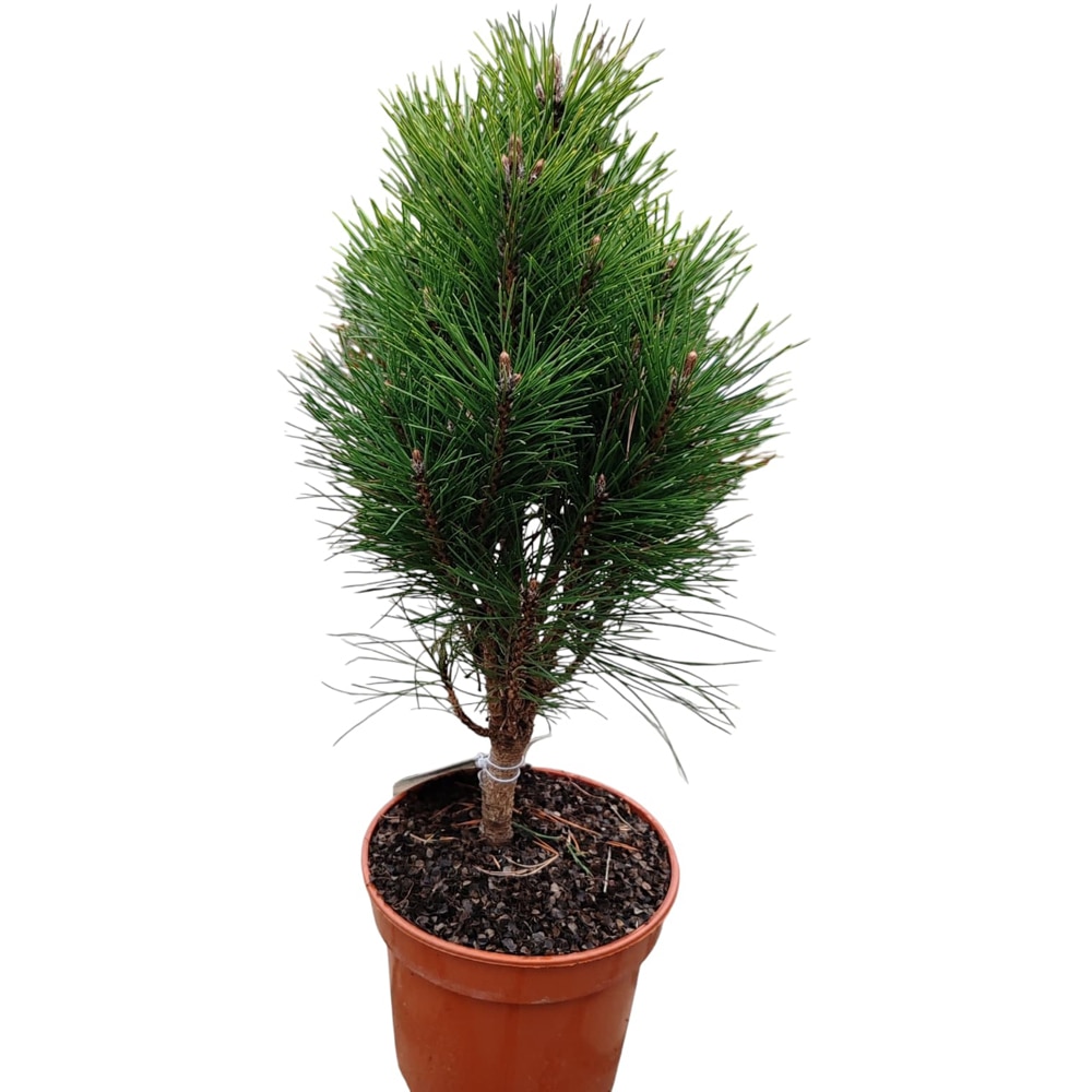Conifer Ornamental Nigra Summer Breeze, H 50 cm