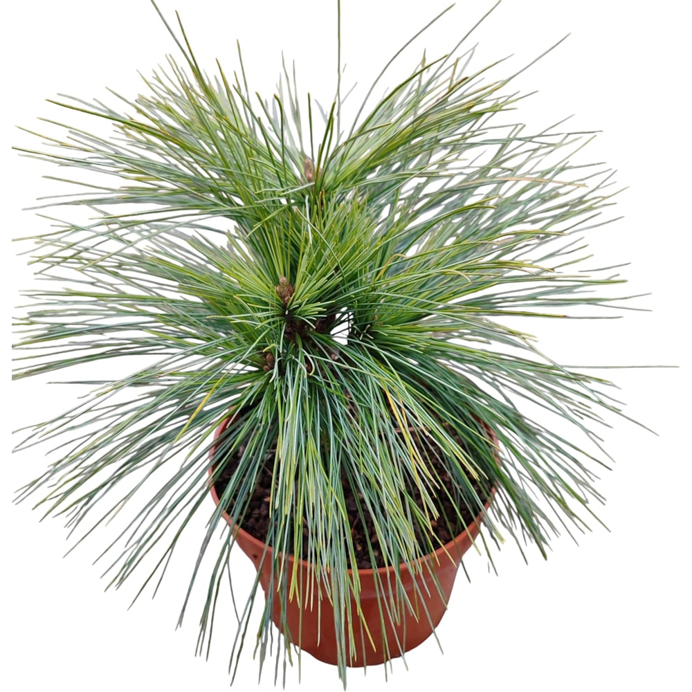 Conifer Ornamental Pinus Schwerini Miethorst, H 20 cm