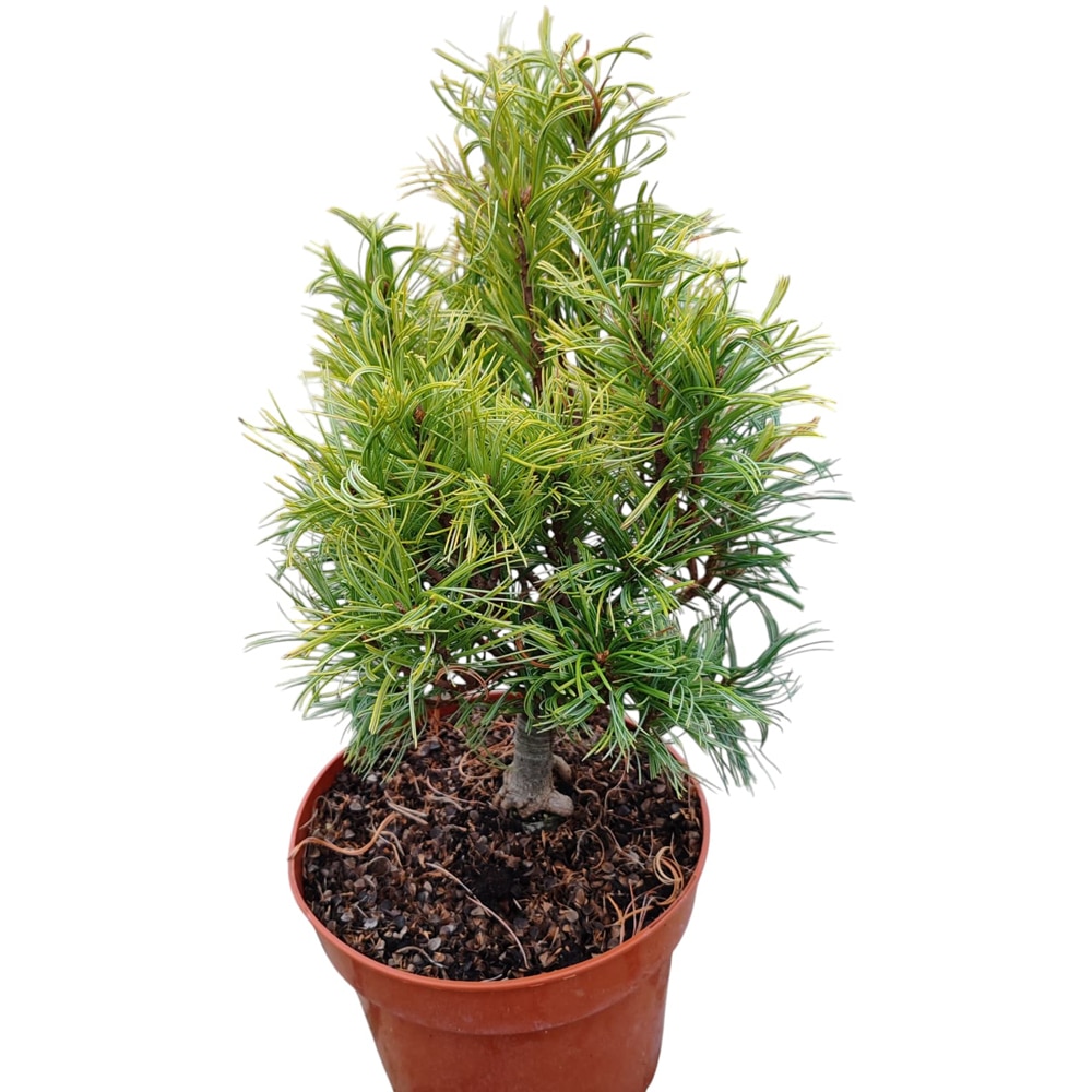 Conifer Ornamental Pinus Strobus Green Twist, H 25 cm