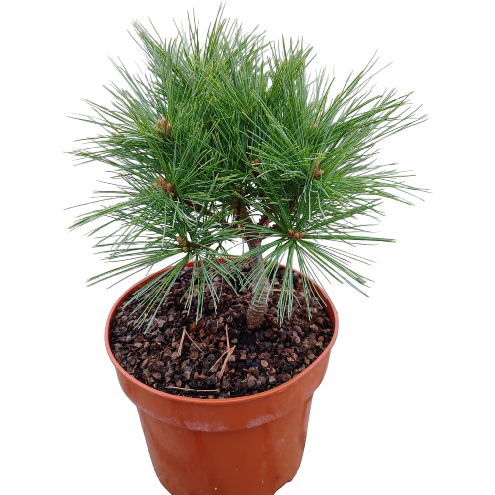 Conifer Ornamental Pinus Strobus Greg, H 20 cm