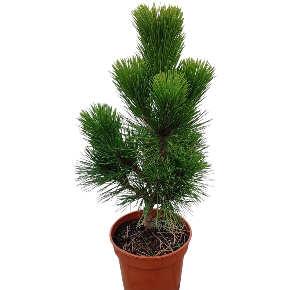 Conifer Ornamental Pinus Thunbergii Thunderhead, H 50 cm