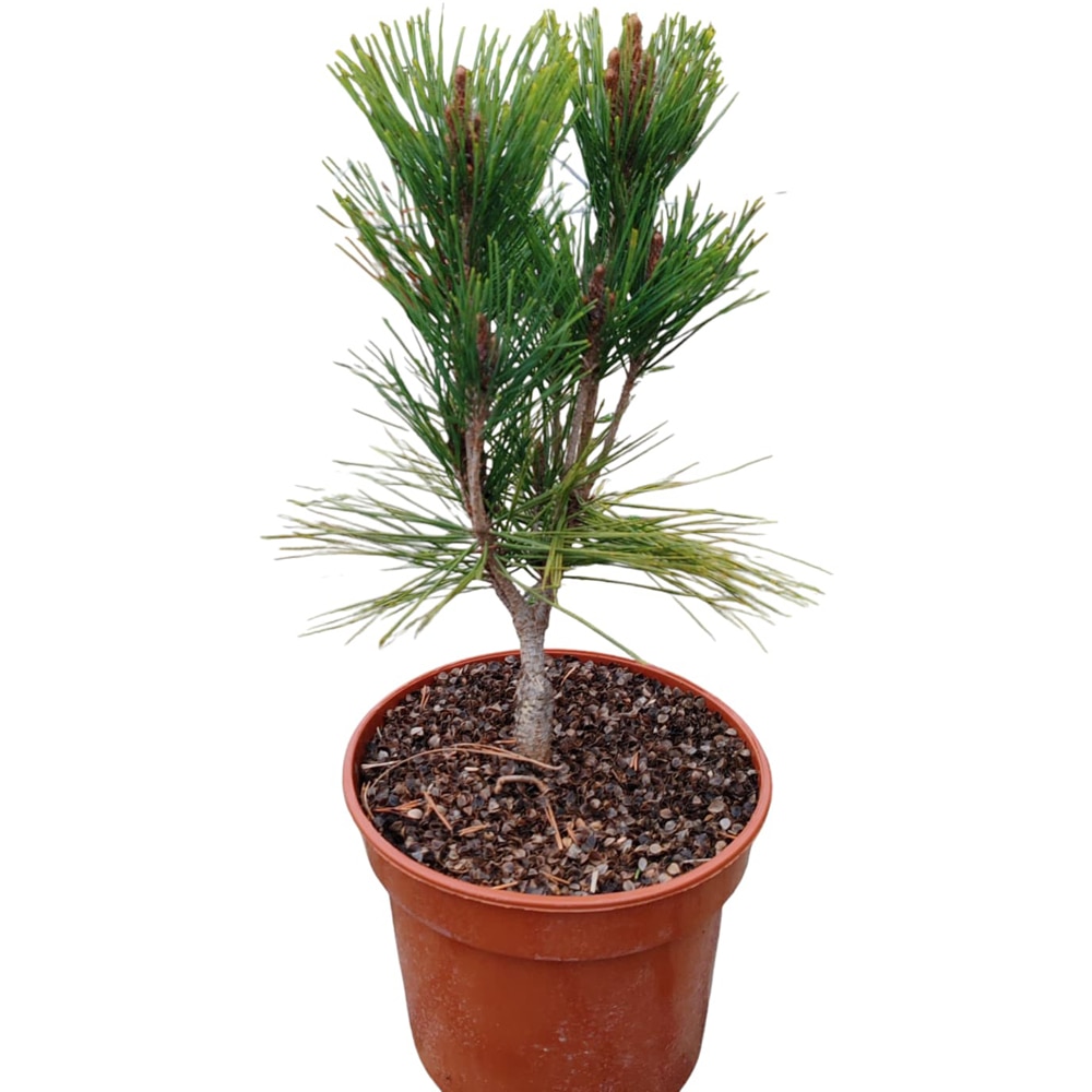 Conifer Pinus Densiflora Umbraculifera, D 18 cm, H 25 cm