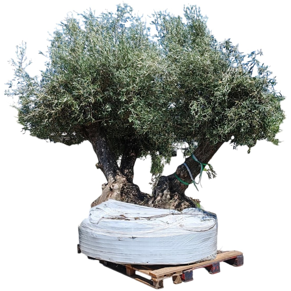Maslin Olea Europaea Triple Trunk, H 3 m