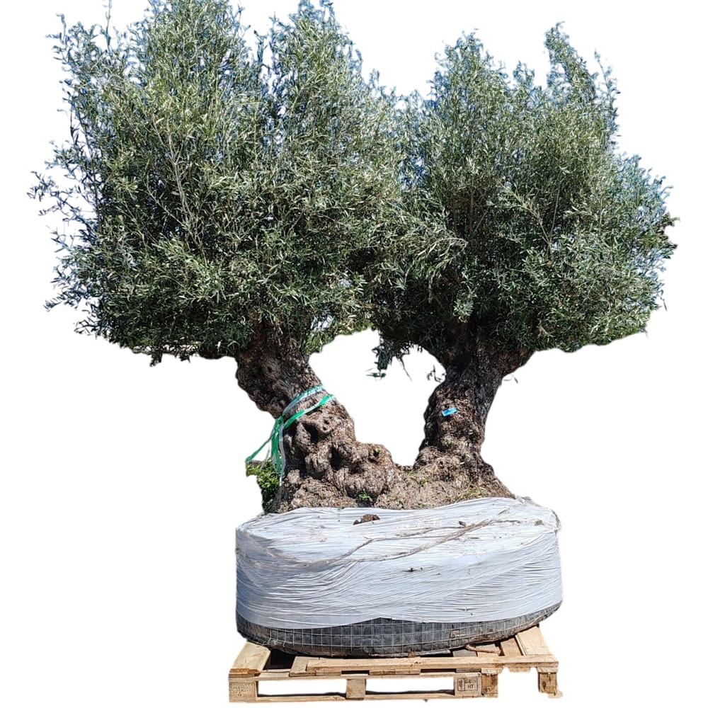 Maslin Olea Europaea Double Trunk, H 3 m