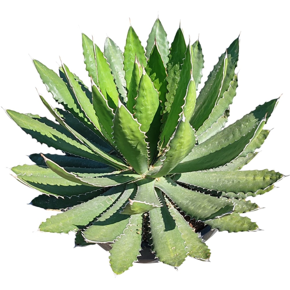 Agava Mix Bol, H 50 cm