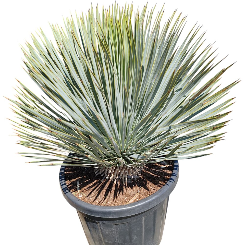 Yucca Rostrata, H 50 cm