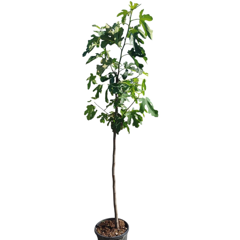 Smochin (Ficus Carica), H 150 cm
