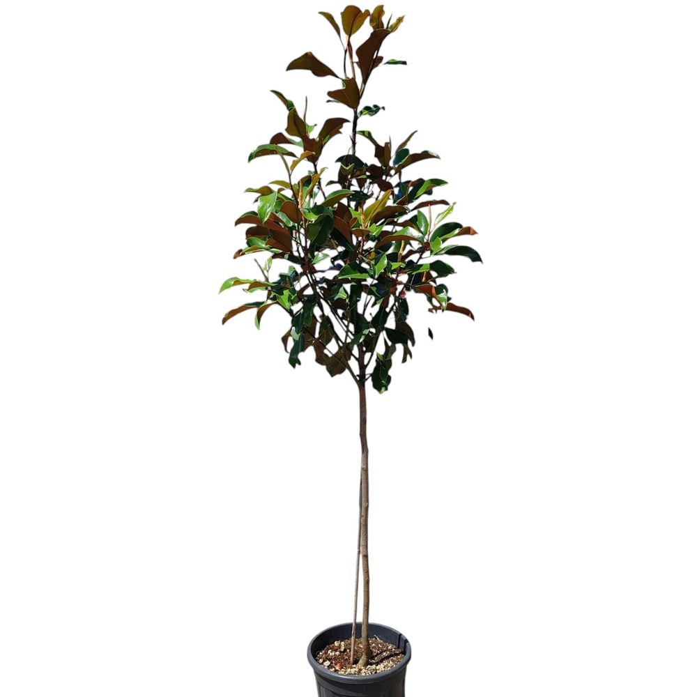 Magnolie (Magnolia Gallissoniensis), H 160 cm