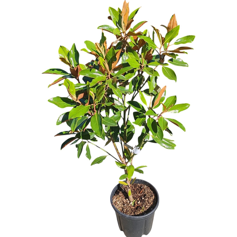 Magnolie (Magnolia Gallissoniensis), H 100 cm