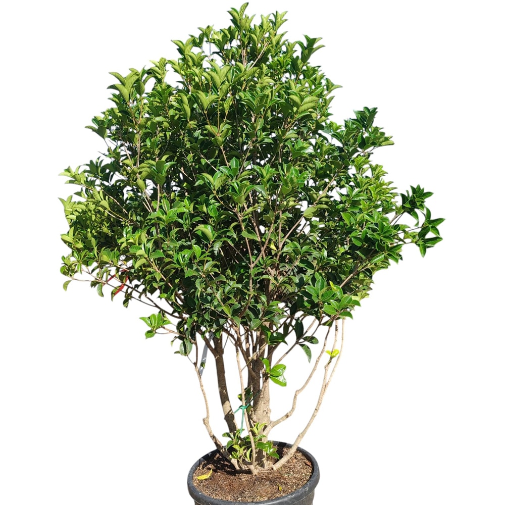 Osmanthus Aquifolium, H 160 cm