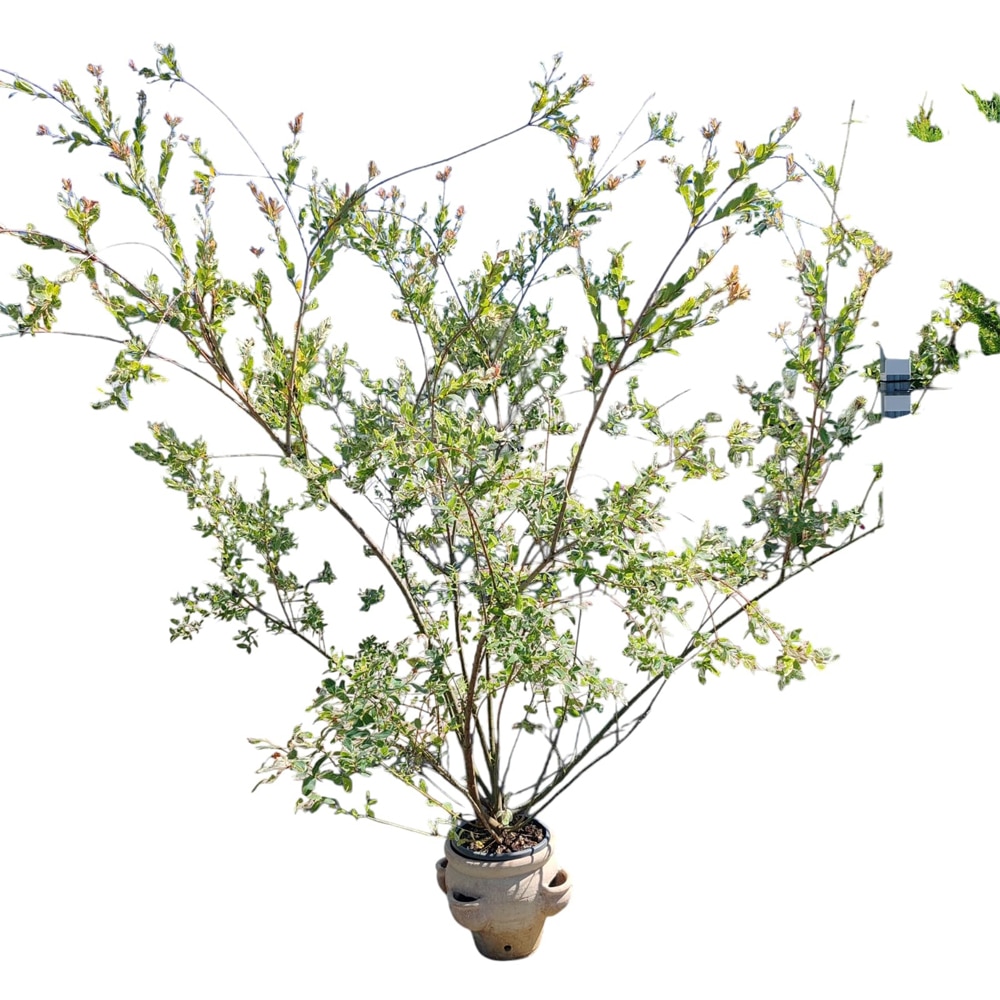 Salcie (Salix), H 200 cm