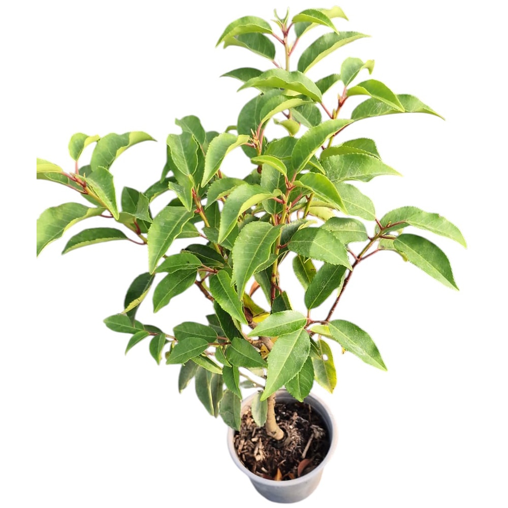 Laur portughez (Prunus Lusitanica Angustifolia), H 25 cm