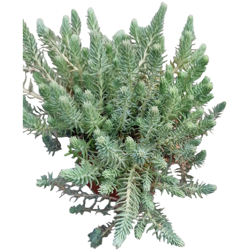 Iarba grasa Blue Spruce (Sedum Blue Spruce), H 15 cm