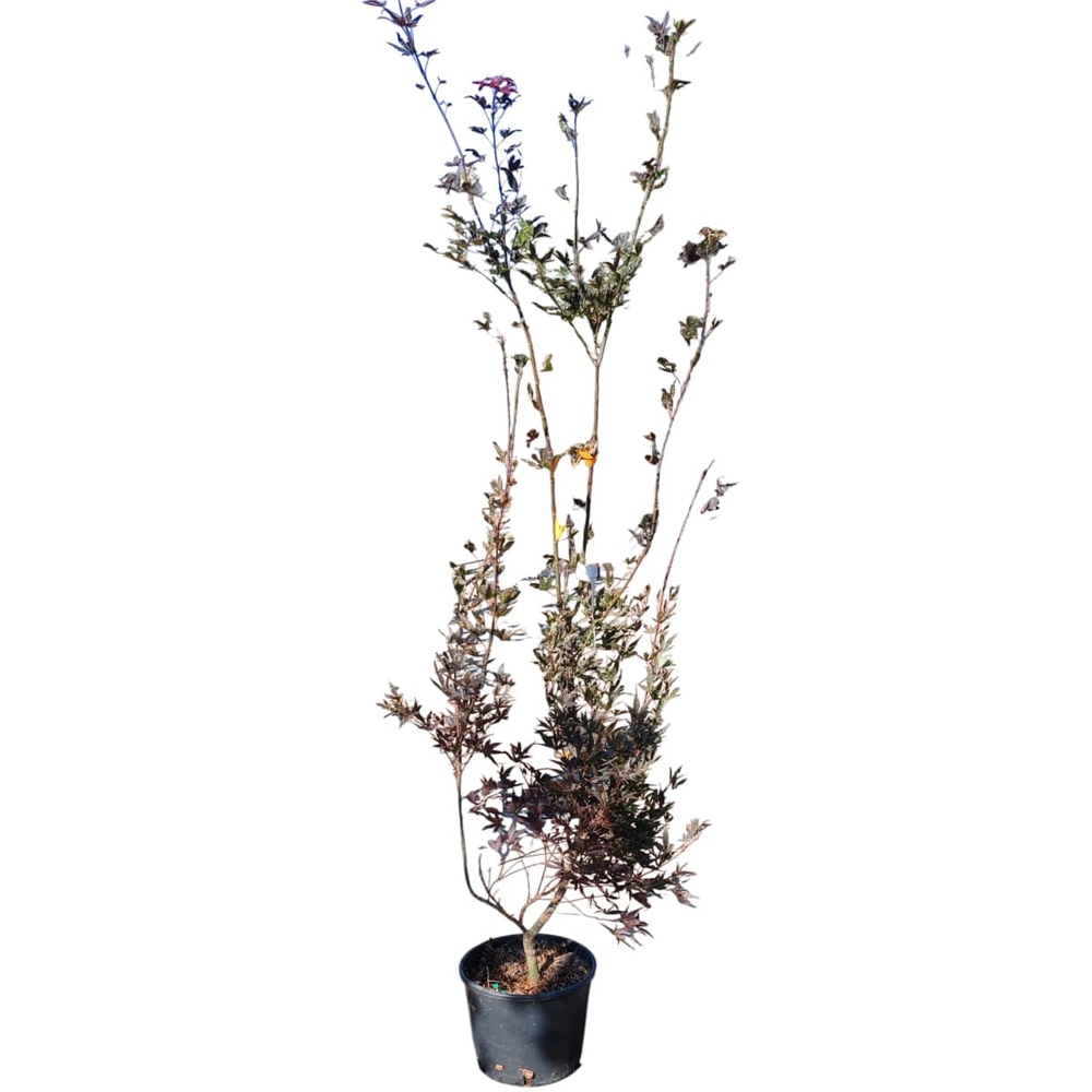 Acer palmatum Atropurpureum, D24 cm, H70 cm