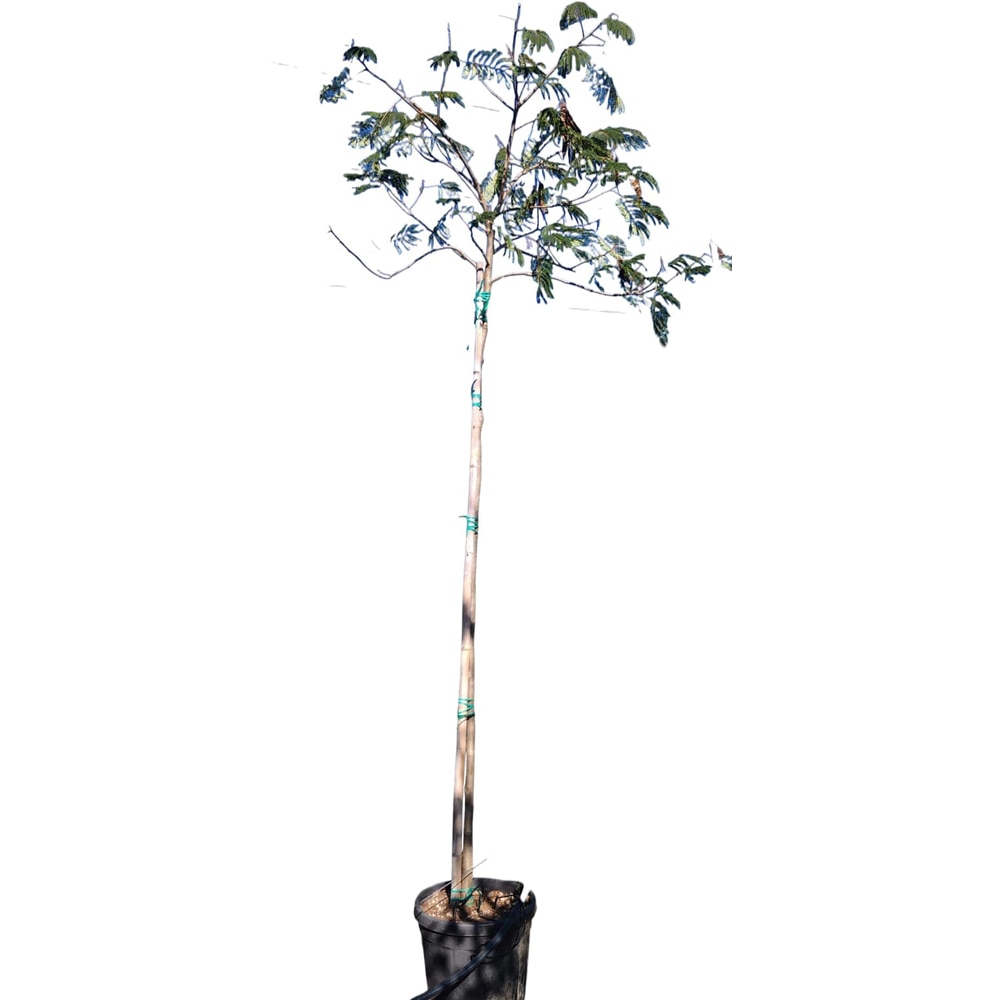 Albizia julibrissin (Arborele de matase), D30 cm, H250 cm
