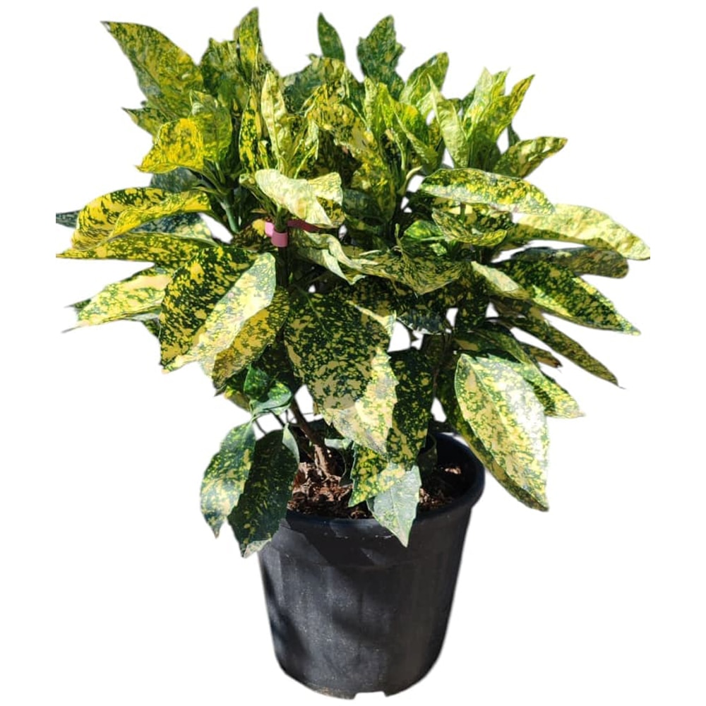 Aucuba japonica Crotonifolia, D18 cm, H30 cm