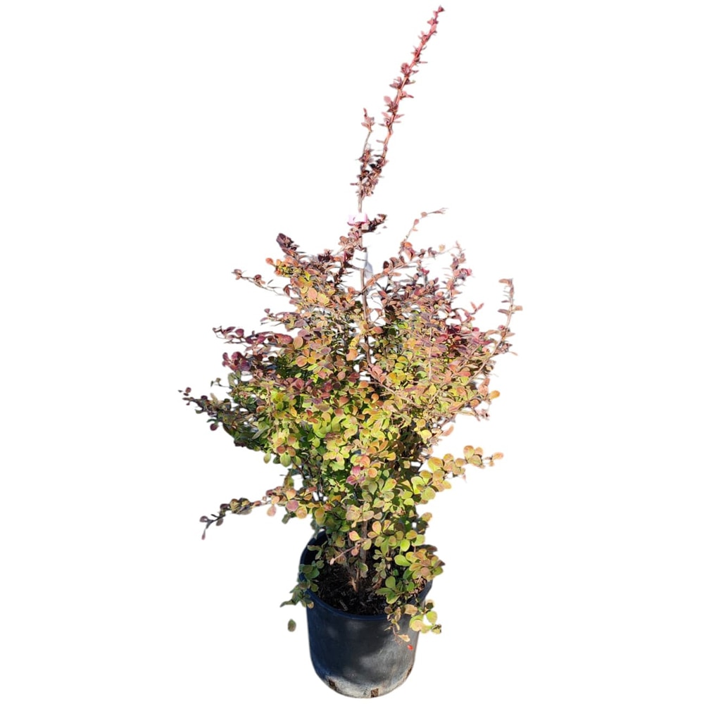 Berberis thunbergii Atropurpurea, D24 cm, H70 cm
