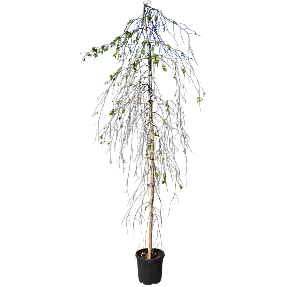 Betula pendula Youngii, D30 cm, H350 cm