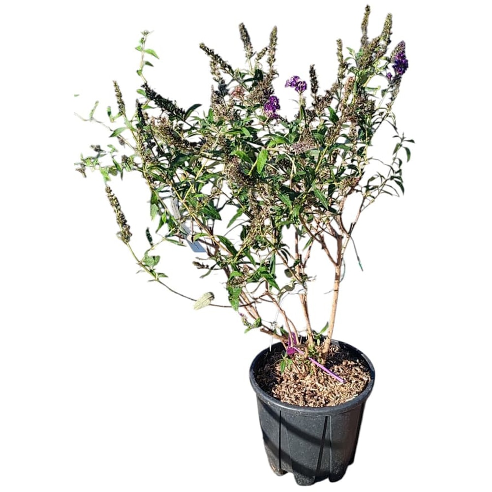 Buddleja davidii (Liliac de vara), D24 cm, H70 cm
