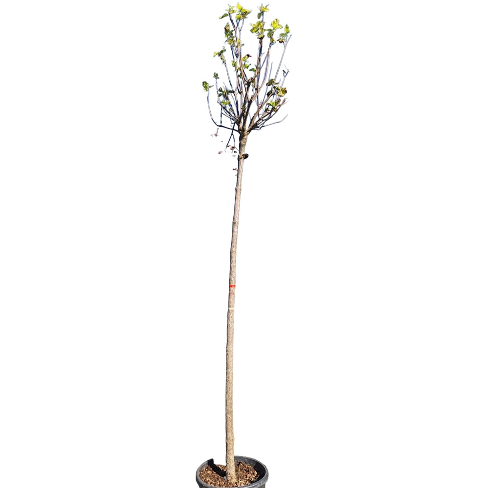 Catalpa bungei, D35 cm, H230 cm