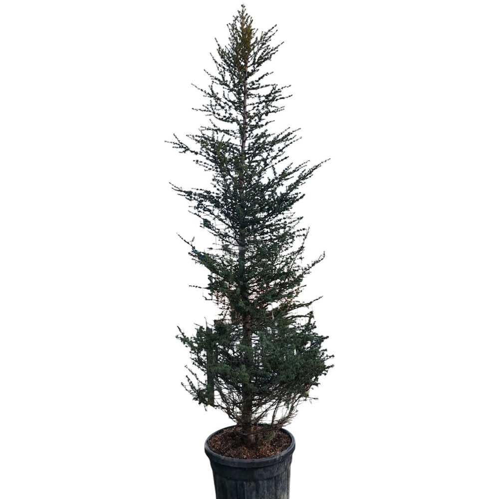 Cedrus atlantica, D80 cm, H300 cm
