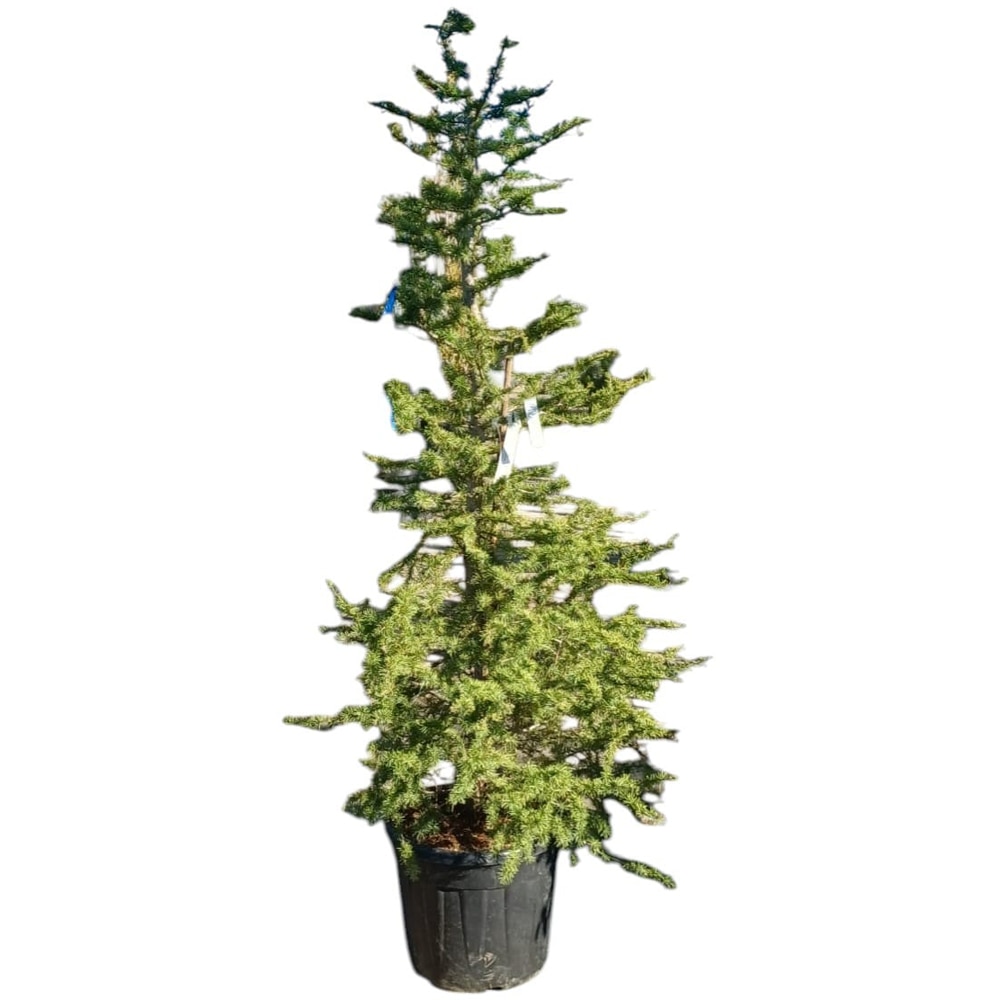 Cedrus atlantica, D25 cm, H180 cm