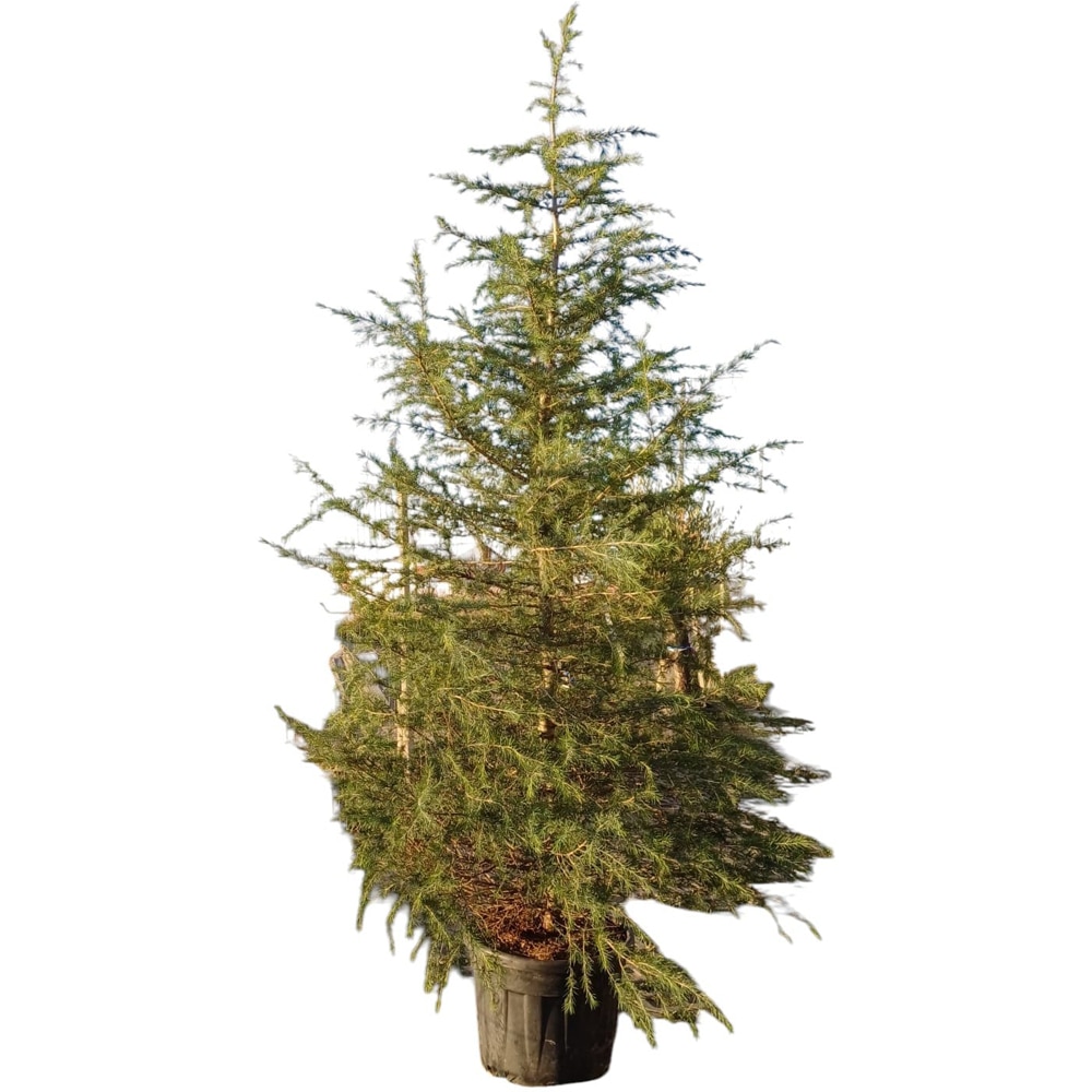Cedrus deodara, D60 cm, H300 cm