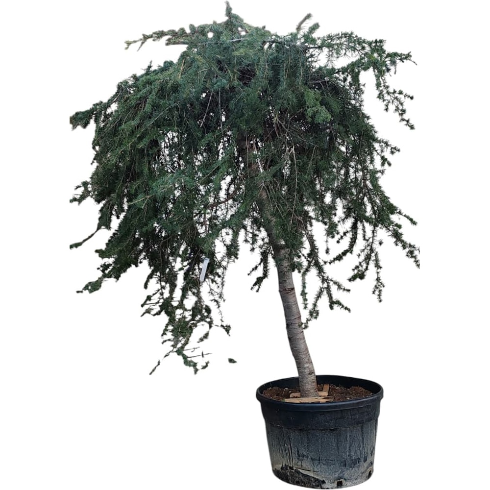 Cedrus deodara Pendula Alb, D80 cm, H220 cm