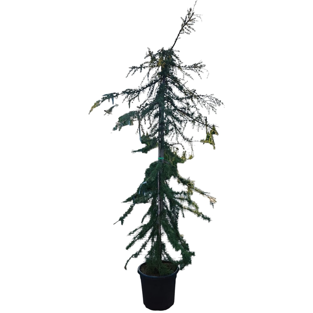 Cedrus deodara Pendula, D50 cm, H170 cm