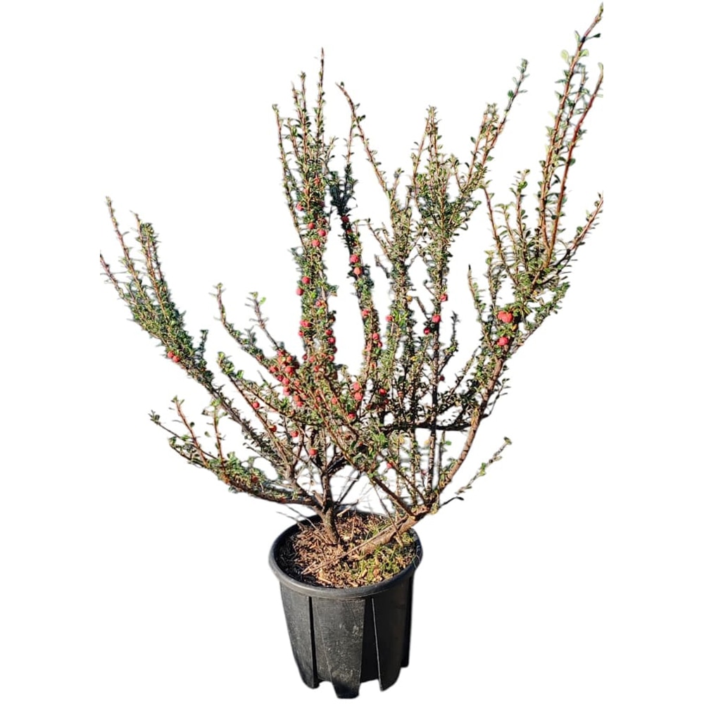 Cotoneaster mix, D18 cm, H25 cm