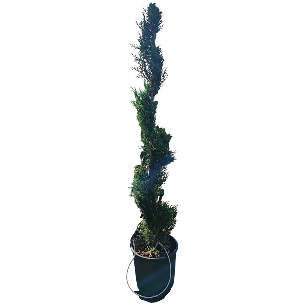 Cupressocyparis Leylandii, D24 cm, H120 cm