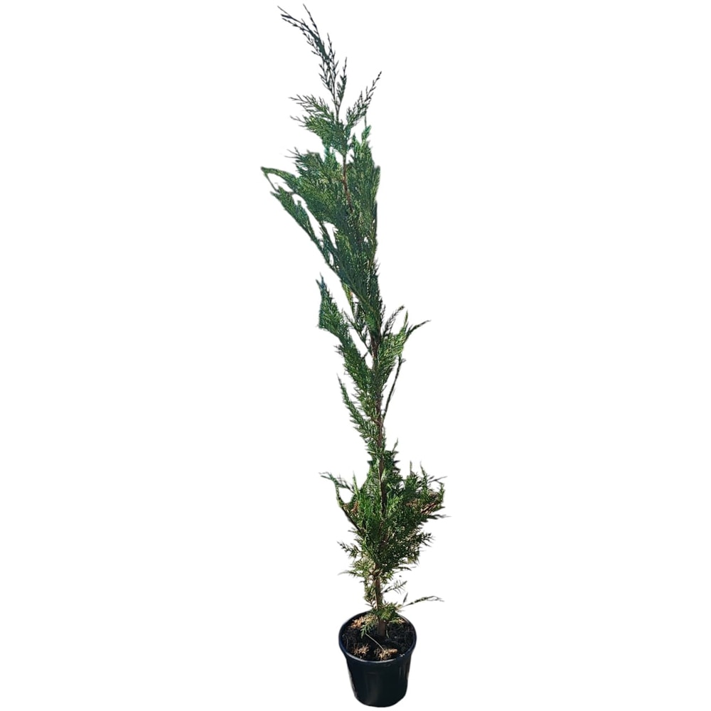 Cupressocyparis Leylandii, D18 cm, H120 cm