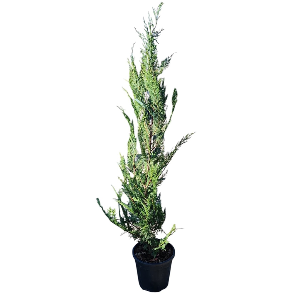 Cupressocyparis Leylandii, D24 cm, H160 cm