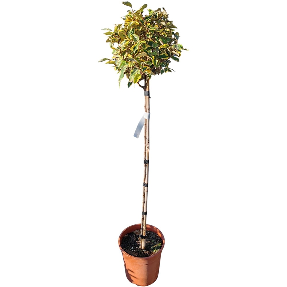 Elaeagnus ebbingei Vivileg, D24 cm, H130 cm