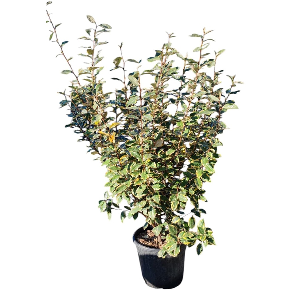 Elaeagnus ebbingei Vivileg, D30 cm, H130 cm