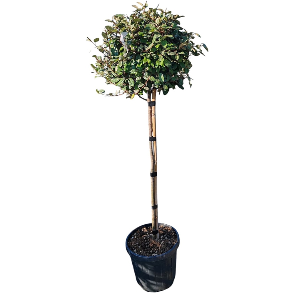 Elaeagnus ebbingei, D30 cm, H130 cm