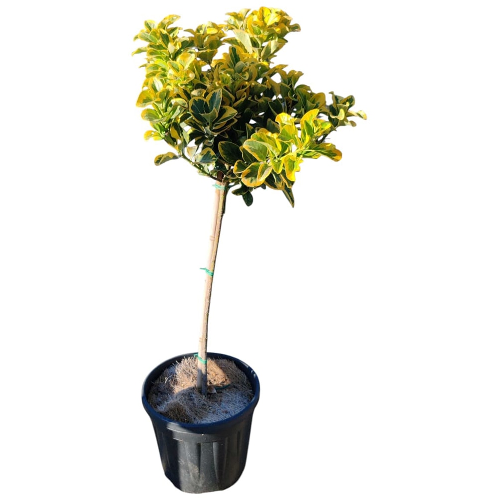 Euonymus japonicus Aureomarginatus, D24 cm, H90 cm